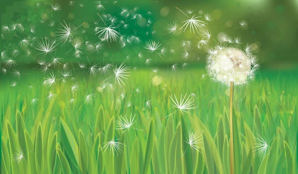 Spring Background White Dandelion Vector Illustration — Stock Vector