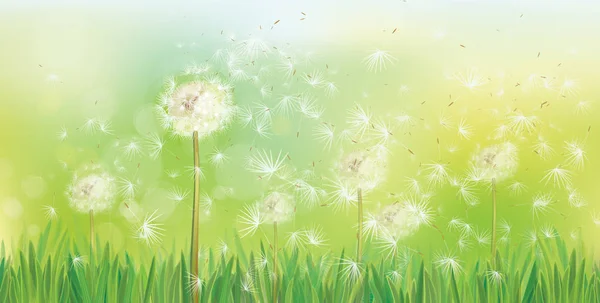 Lente Achtergrond Met Witte Paardebloemen Vectorillustratie — Stockvector