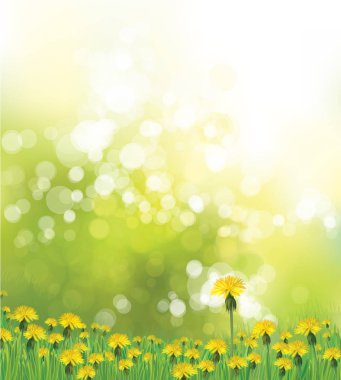 Sarı dandelions ile vektör bahar arka plan.