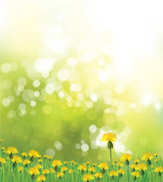 Vector voorjaar achtergrond met gele paardebloemen. — Stockvector