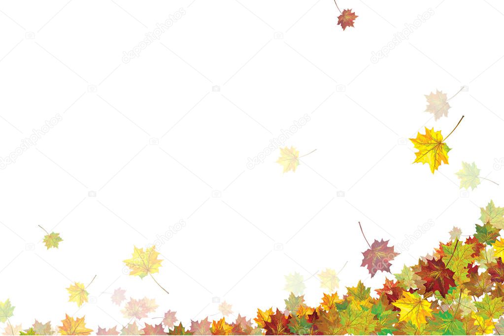 Vector  colorful, autumnal maple leaves, isolated on white.  