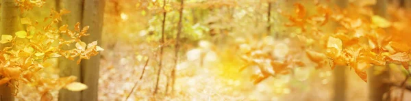 Осенние Листья Ветви Золотая Осень Боке Фон Осенний Фон Природы — стоковое фото