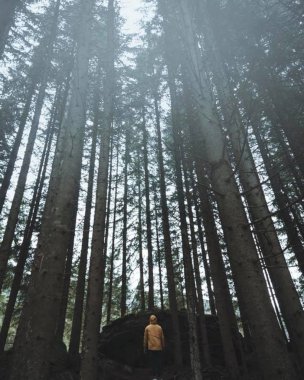 Ormanda yürüyüş, saf hava ve doğanın mükemmel manzarasının keyfini çıkarın. Ağaçlar çok uzun ve gözlerini gökyüzüne yönlendiriyor..