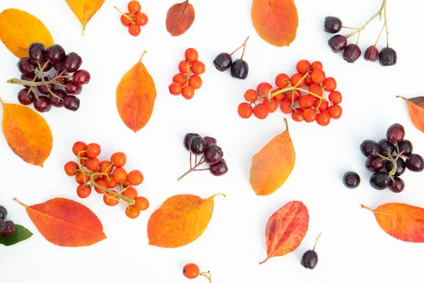 Multicolored autumn leaves and berries of black and red rowan berries on a white background. Poster, banner, advertisement.