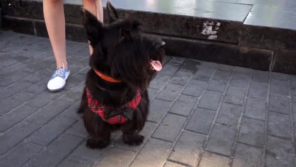 Hond Yorkshire Terriër Veel Honden Black Dog — Stockvideo