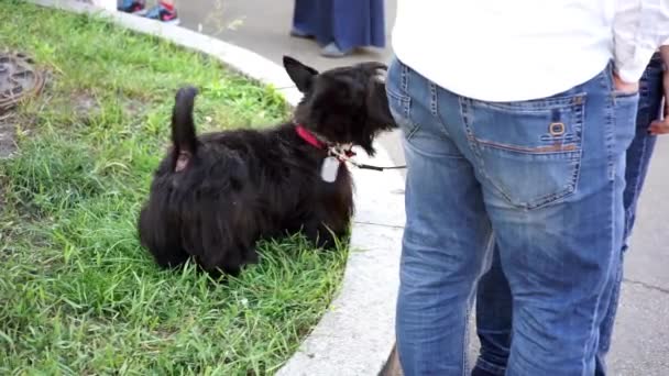 Σκύλος Τεριέ Του Γιορκσάιρ Πολλά Σκυλιά Μαύρος Σκύλος — Αρχείο Βίντεο