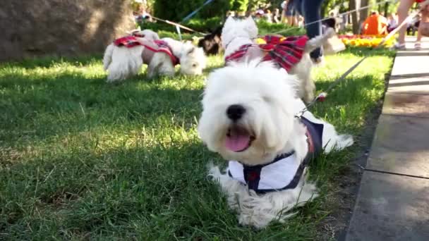 Hond Yorkshire Terriër Witte Hond — Stockvideo