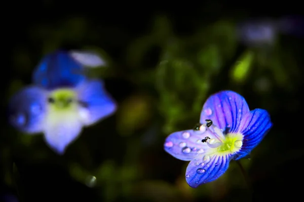 Macro Pequenas Flores Com Chuva — Fotografia de Stock