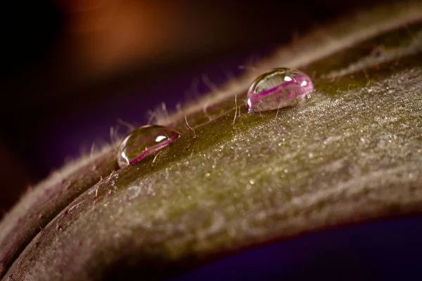 植物に水 — ストック写真