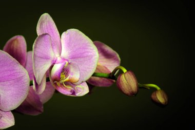 renkli orkide: makro çekim 