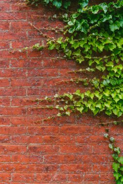 Bir tuğla duvar yeşil bitkiler