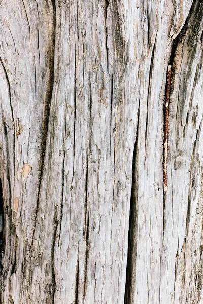Light Gray Wood Texture with Crack