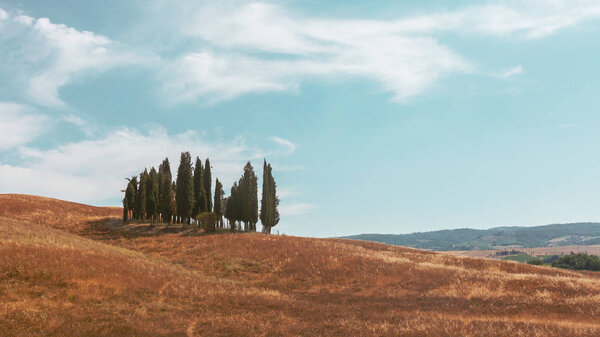 Cypresses and fields near San Quirico d'Orcia in Italy