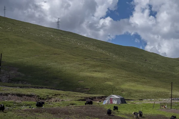 中国青海祁连山地游牧帐篷与牦牛 — 图库照片