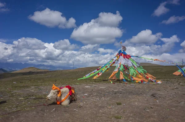 Σημαίες Θιβετιανή Προσευχή Και Ένα Βούβαλου Κοντά Ένα Qinghai Κίνα — Φωτογραφία Αρχείου