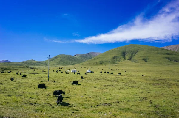 中国青海祁连附近的山和蓝天上的牦牛 — 图库照片