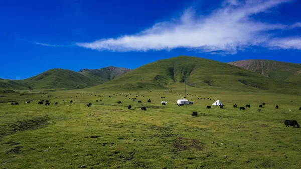 Yaks Prados Contra Montanhas Céu Azul Perto Qilian Qinghai China — Fotografia de Stock