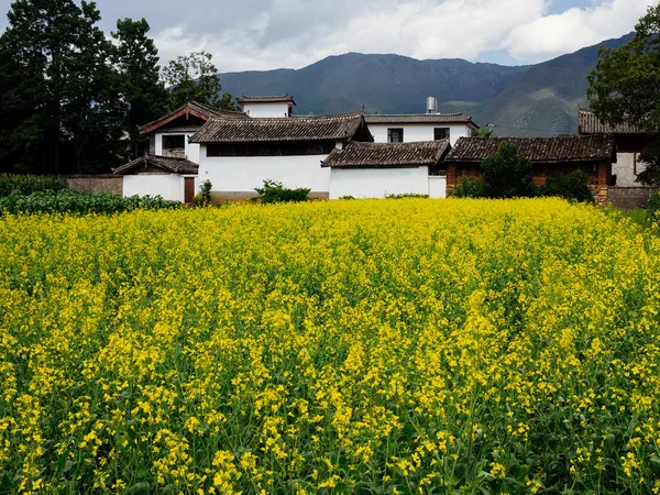 Pole Řepky Tradiční Čínština Domů Bezprostřední Blízkosti Lijiang Čína — Stock fotografie