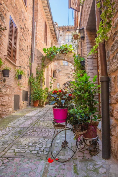 Bitkiler ve çiçekler önünde sokak ve evler Spello, İtalya