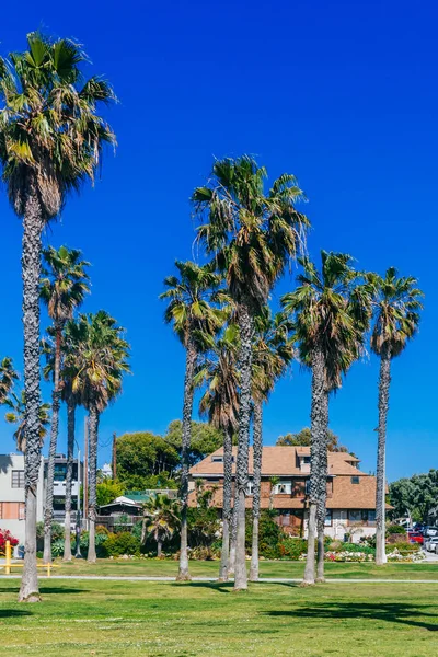 Huse Palmer Nærheden Venice Beach Los Angeles Usa - Stock-foto