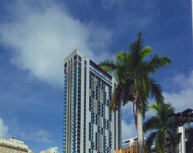 Bina Downtown Miami, Florida, ABD bir palmiye ağacı tarafından