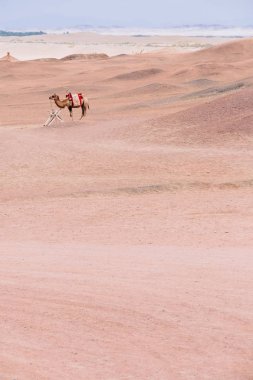 Yang geçişte Yangguan, Gansu, Çin tarihi yerinde çorak gobi Çölü'nde bir deve ayakta