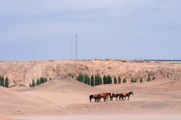 Horses Middle Gobi Desert Historical Site Yang Pass Yangguan Gansu — Stock Photo, Image