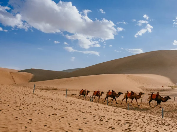Develer kumulları seyahat ve çöl Mingsha Mountain, Dunhuang, Gansu, China