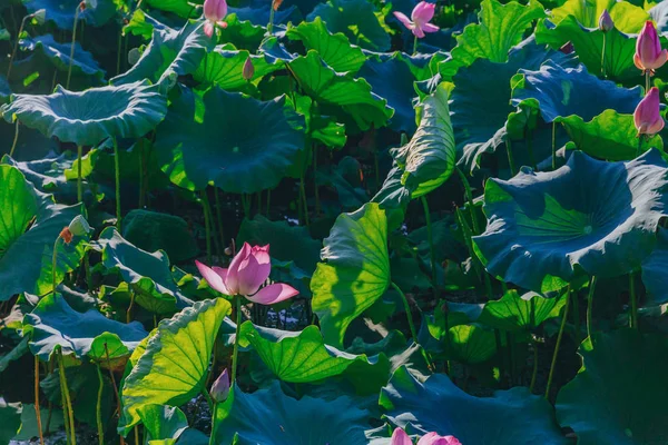 Lotus Flowers Lotus Leaves West Lake Zhongshan Park Hangzhou China — Stock Photo, Image