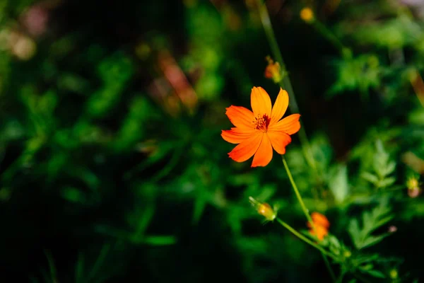 Flor Naranja Sobre Fondo Borroso Plantas Verdes Parque —  Fotos de Stock