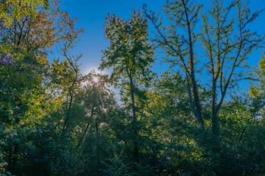 Ağaçlar gölgelik ile sonbaharda, Central Park'ta New York şehrinin ABD parlayan güneşin yukarı doğru görünümü