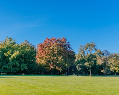 Görünümü, boş büyük çim, Central Park Manhattan, New York City, ABD Açık mavi gökyüzü altında