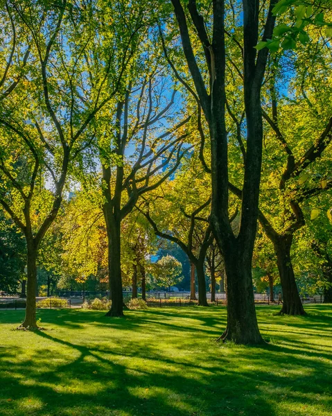 Blick Auf Bäume Und Rasen Central Park Von New York — Stockfoto