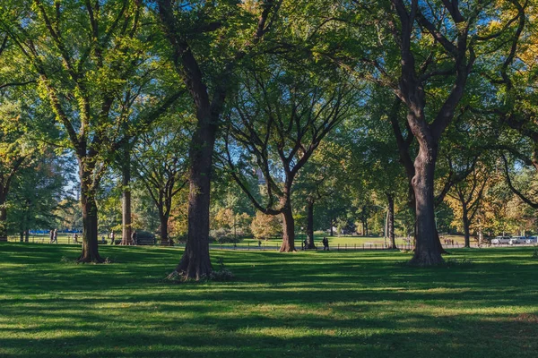 Blick Auf Bäume Und Rasen Central Park Von New York — Stockfoto