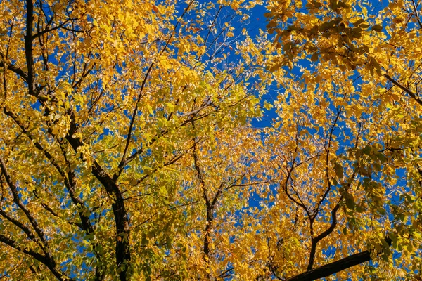 Vue Vers Haut Verrière Des Arbres Avec Des Feuilles Automne — Photo