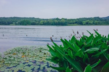 Batı Gölü manzarası ile su bitkileri ve çevreleyen tepeler, Maojiabu alanında, Hangzhou, Çin