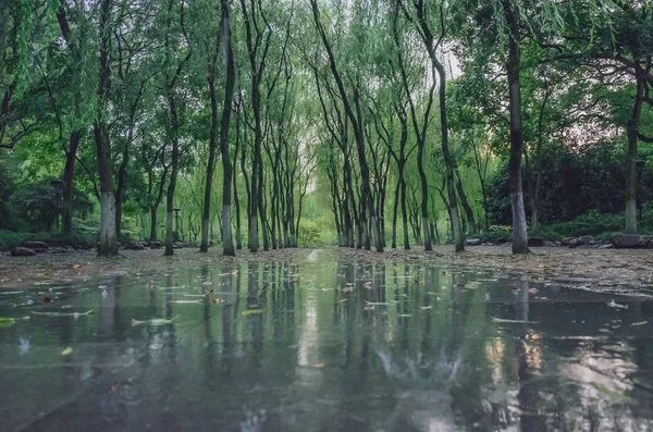 Vrby Chodníků Parku Blízkosti West Lake Hangzhou Čína — Stock fotografie