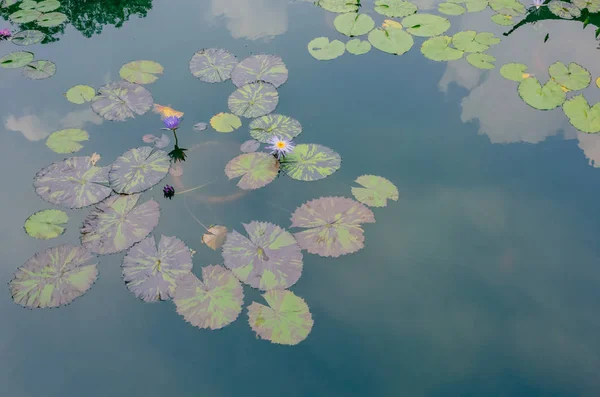 中国杭州の西湖の近くの池の水の上の水のユリ植物 — ストック写真