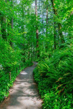 Patika Washington Park, Portland, Amerika ormanda görünümünü