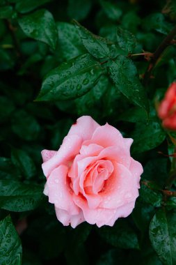 Close-up yağmur damlaları bulanık koyu yeşil üzerinde pembe gül yaprakları