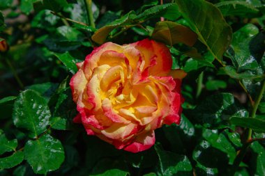 Turuncu pembe yakın çekim yağmur damlaları ile bulanık koyu yeşil yaprakları üzerinde yükseldi.