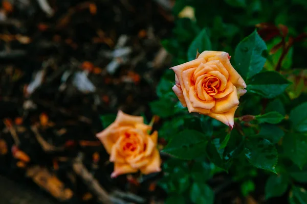 Primer Plano Rosas Anaranjadas Con Gotas Lluvia Sobre Fondo Hojas —  Fotos de Stock