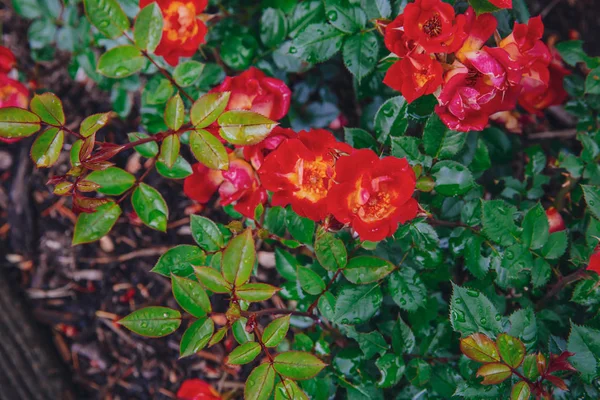 Close Red Yellow Roses Rain Drops Dark Green Leaves — Stock Photo, Image