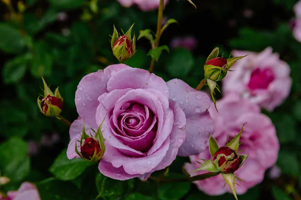 Close Light Purple Roses Rain Drops Blurred Dark Green Leaves — Stock Photo, Image