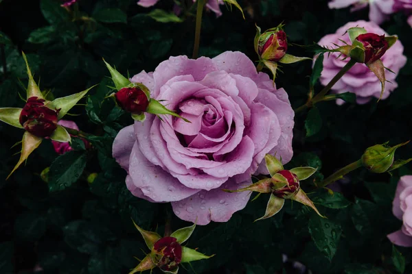 Close Light Purple Roses Rain Drops Blurred Dark Green Leaves — Stock Photo, Image