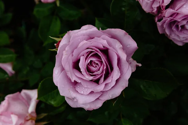 Primer Plano Rosas Púrpuras Claras Con Gotas Lluvia Sobre Hojas — Foto de Stock