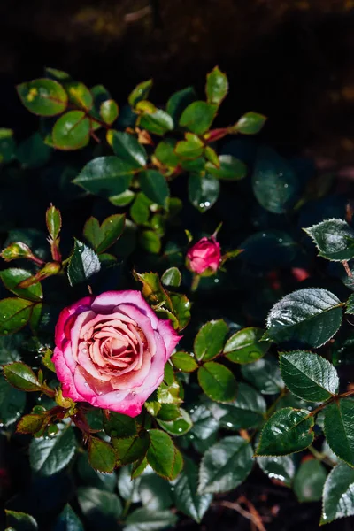 Close Uma Rosa Rosa Com Gotas Chuva Sobre Folhas Verdes — Fotografia de Stock