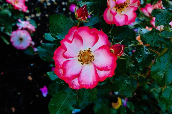 Zbliżenie Róż Kroplami Deszczu Nad Ciemny Zielony Liść — Zdjęcie stockowe