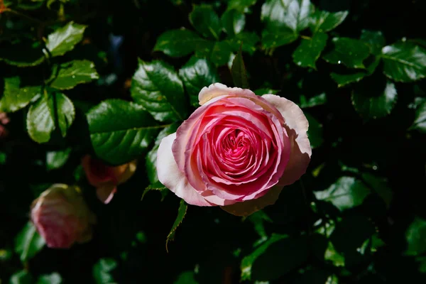 Primer Plano Una Rosa Rosada Con Gotas Lluvia Sobre Hojas — Foto de Stock