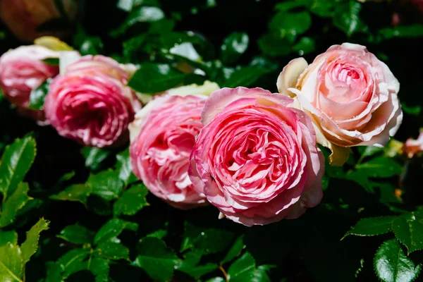 Close Pink Roses Rain Drops Dark Green Leaves — Stock Photo, Image
